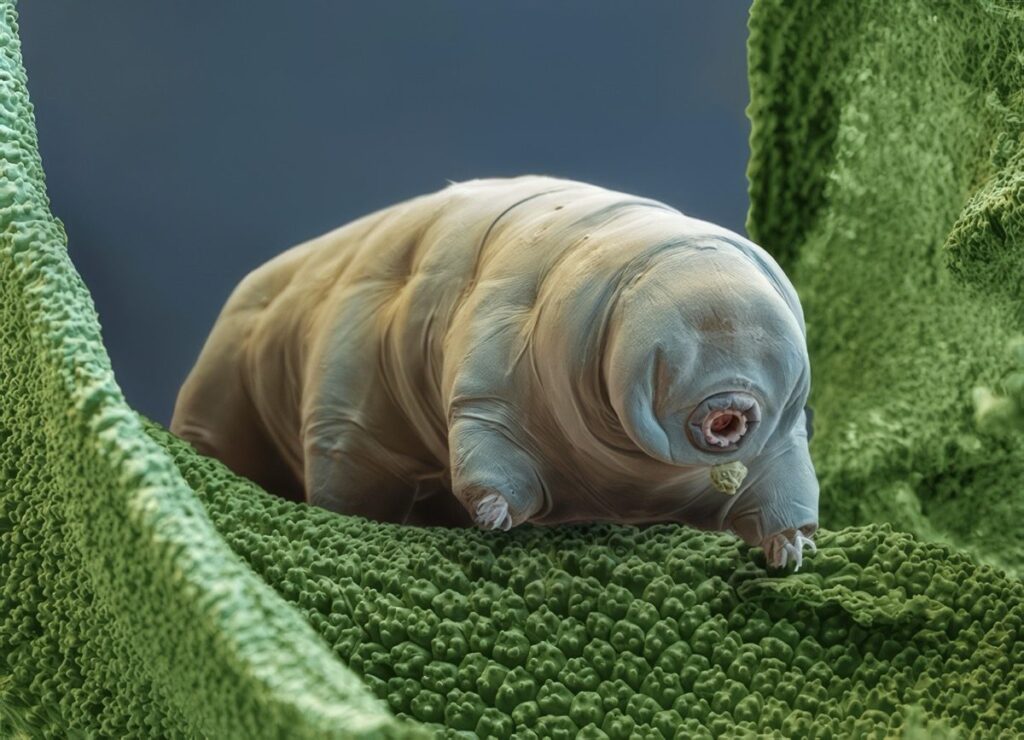 タルディグレード