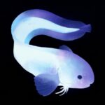 Snailfishes-02-topaz
