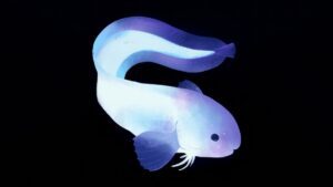Snailfishes-02-topaz