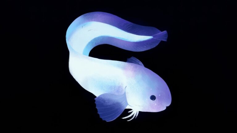 Snailfishes-02-topaz