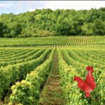 Vinyard-coq-01