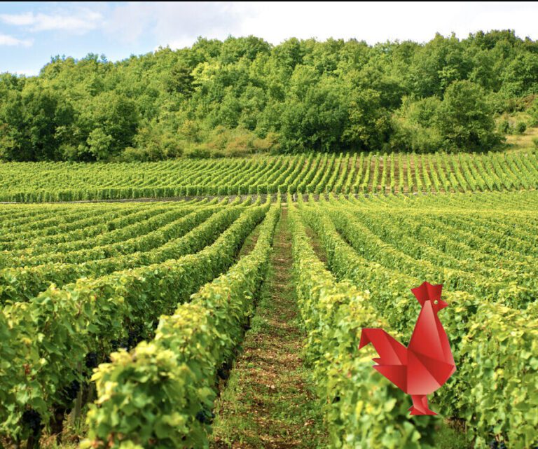 Vinyard-coq-01