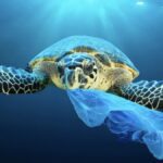 tortue plastic-topaz