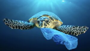 tortue plastic-topaz