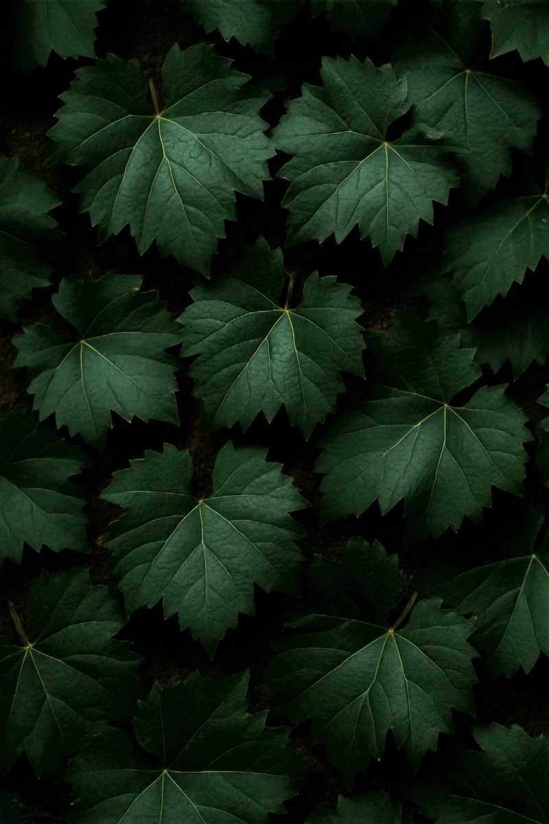 ブドウの葉（背景）